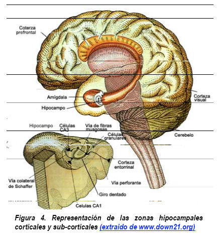 procesos cognitivos y neurológicos implicados en la secuencia intencional