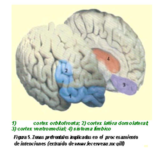 procesos cognitivos y neurológicos implicados en la secuencia intencional